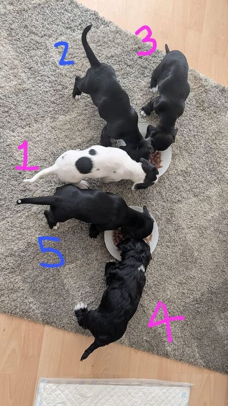 Cocker Spaniel puppies for sale in Kingston upon Hull, East Riding of Yorkshire – 6 weeks old