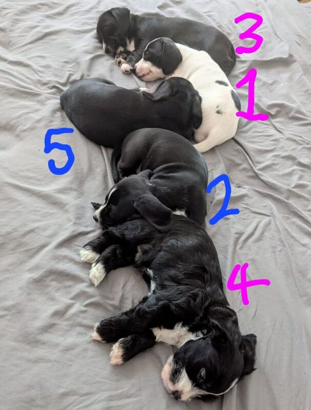 Cocker Spaniel puppies for sale in Kingston upon Hull, East Riding of Yorkshire – 7 weeks old - Image 2 of 3