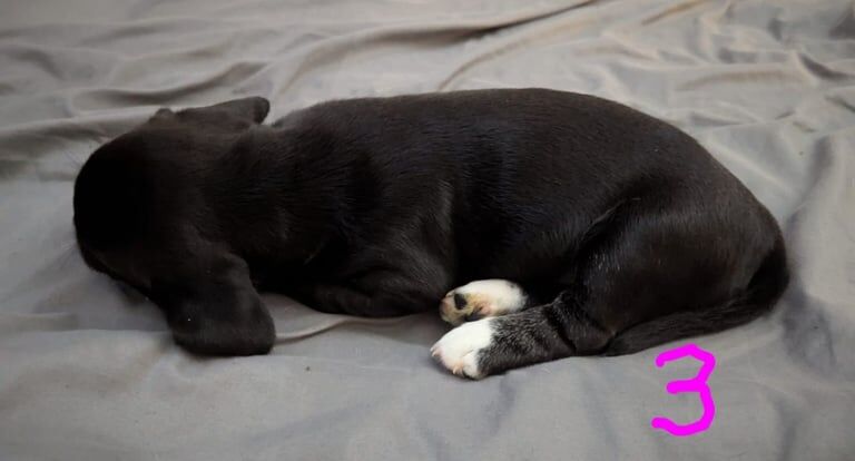 Cocker Spaniel puppies for sale in Kingston upon Hull, East Riding of Yorkshire – 7 weeks old - Image 3 of 3