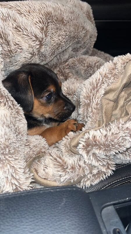 Cocker/jack pups for sale in Southampton, Hampshire