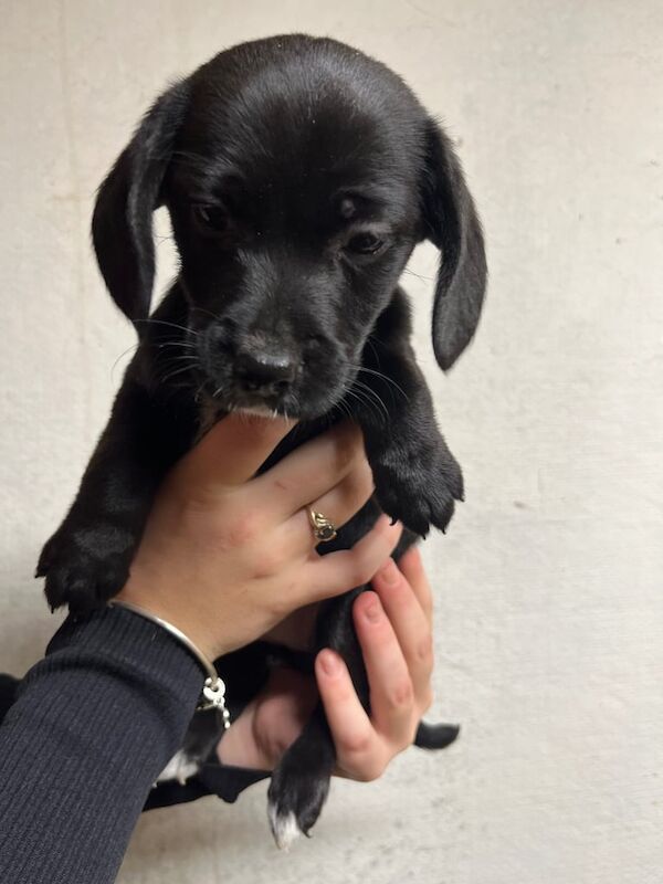 Cocker Spaniel puppies for sale in Southampton, Hampshire – 9 months old - Image 2 of 3