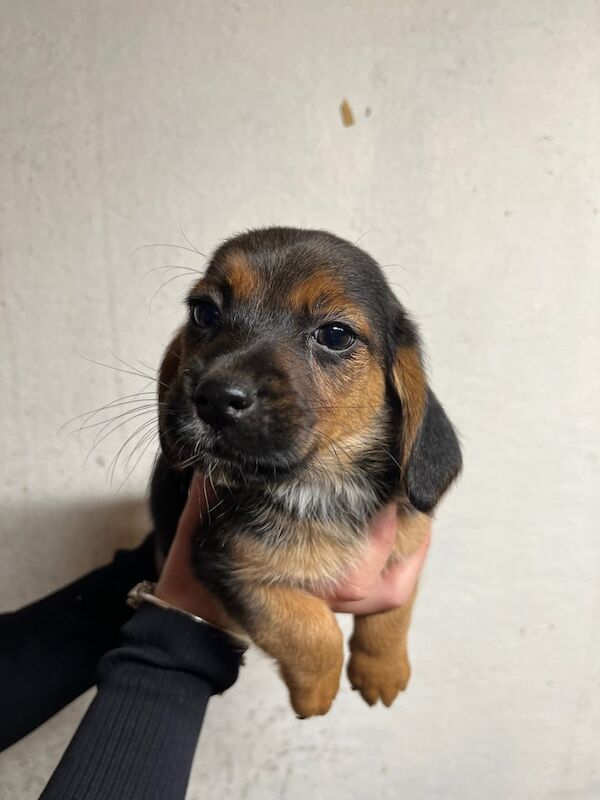 Cocker/jack pups for sale in Southampton, Hampshire | Image 3