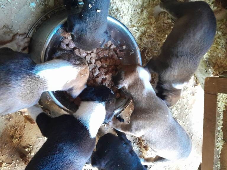 Cocker Spaniel Puppies For Sale