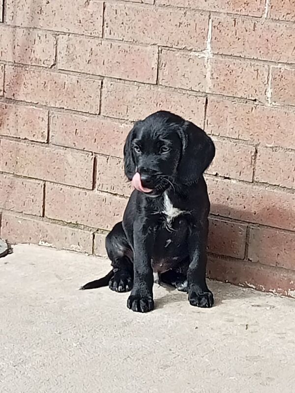 Cocker Spaniel puppies for sale in Newtownards, County Down – 10 months old - Image 1 of 3