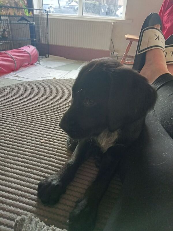 Cocker Spaniel puppies for sale in Newtownards, County Down – 10 months old - Image 2 of 3