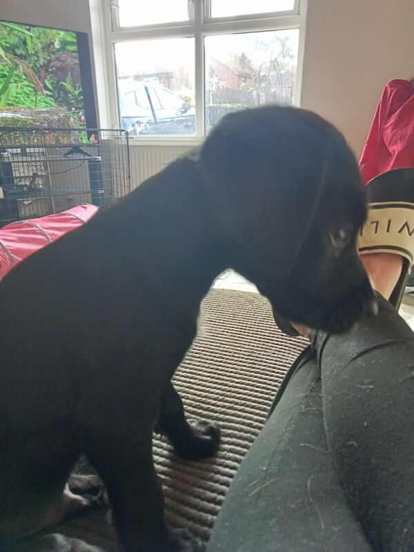 Cocker Spaniel puppies for sale in Newtownards, County Down – 10 months old - Image 3 of 3