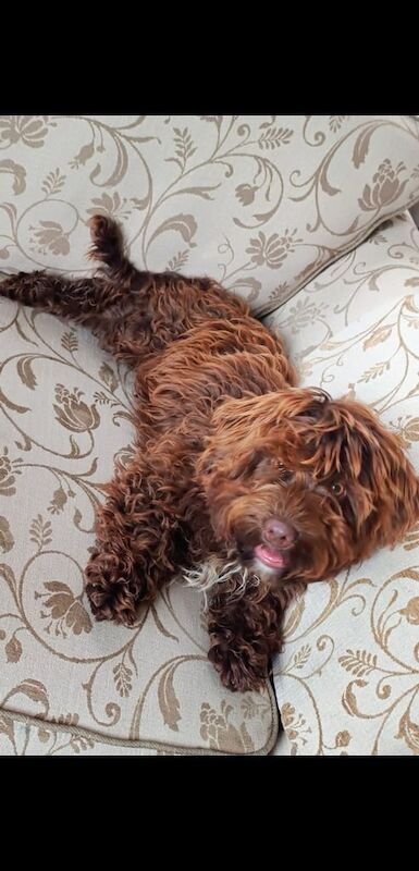 Cocker Spaniel puppies for sale in Gosport, Hampshire – 7 months old