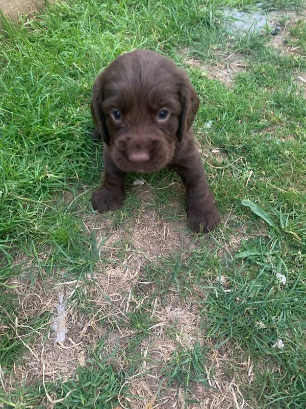 Cocker Spaniel puppies for sale in Godalming, Surrey – 4 weeks old