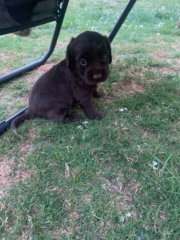 Cocker Spaniel puppies for sale in Godalming, Surrey – 6 weeks old - Image 2 of 3