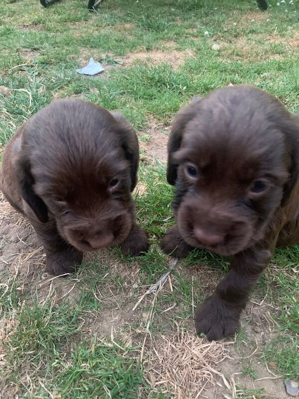 Cocker Spaniel puppies for sale in Godalming, Surrey – 6 weeks old - Image 3 of 3