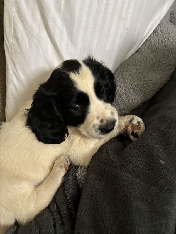 Cocker puppies - Image 3 of 5