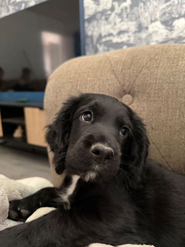Cocker puppies - Image 4 of 5