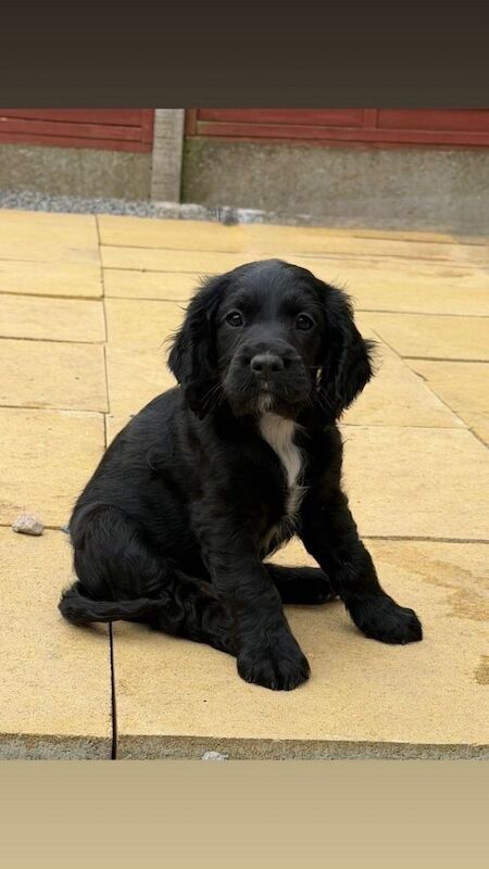 Cocker puppies - Image 5 of 5