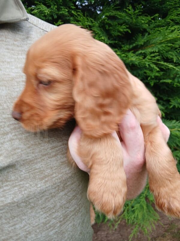 Cocker Spaniel puppies for sale in Armagh, County Armagh – KC registered, 8 weeks old