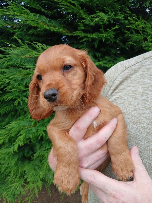 Cocker Spaniel puppies for sale in Armagh, County Armagh – KC registered, 8 weeks old - Image 2 of 3