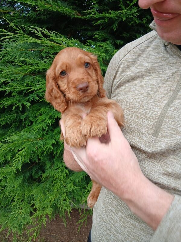 Cocker Spaniel puppies for sale in Armagh, County Armagh – KC registered, 8 weeks old - Image 3 of 3