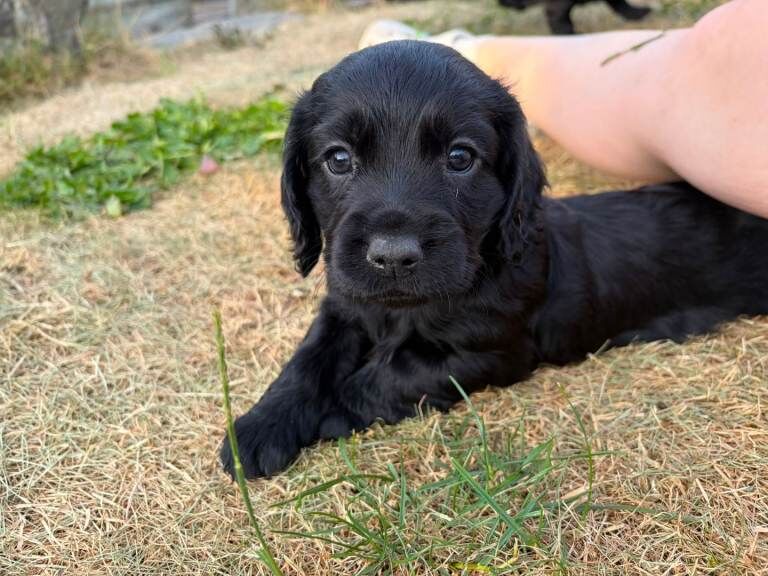 Cocker Spaniel Puppies For Sale