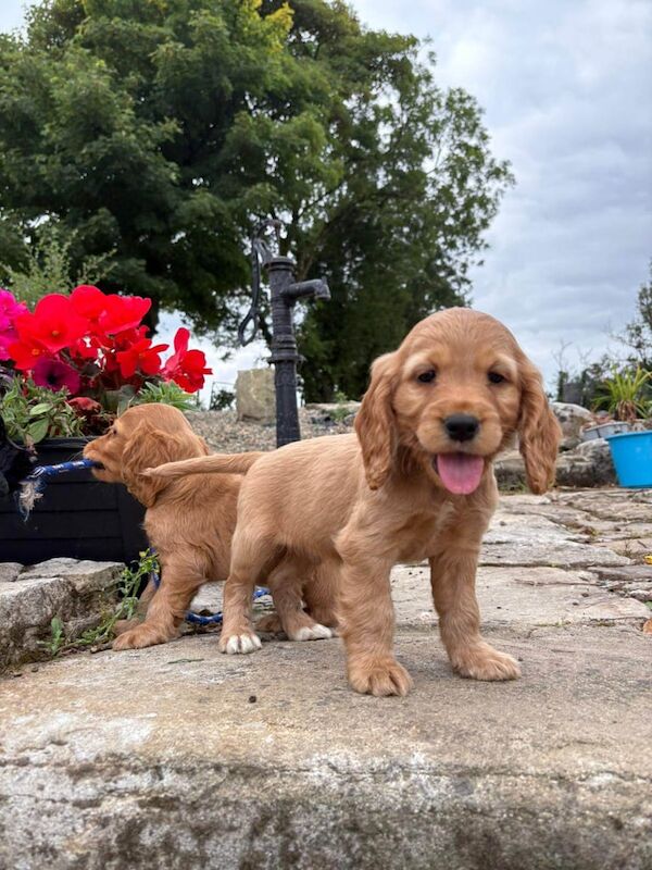 Cocker Spaniel puppies for sale in Drumquin, County Tyrone – KC registered, 7 weeks old