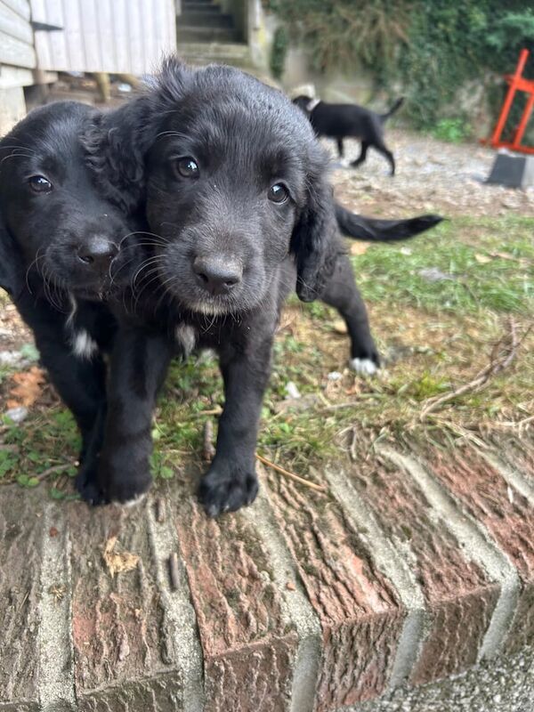 Cocker Spaniel puppies for sale in Armagh, County Armagh – 7 weeks old