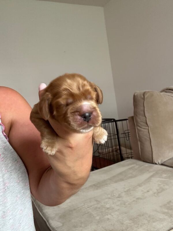 Cocker Spaniel puppies for sale in Irvine, Ayrshire and Arran – 1 week old - Image 2 of 3