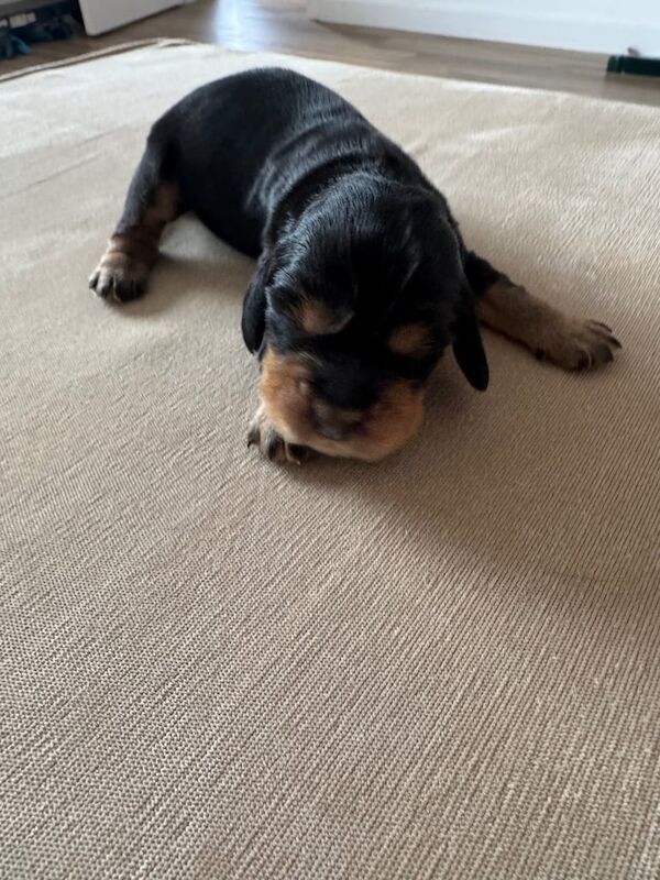 Cocker Spaniel puppies for sale in Irvine, Ayrshire and Arran – 1 week old - Image 3 of 3