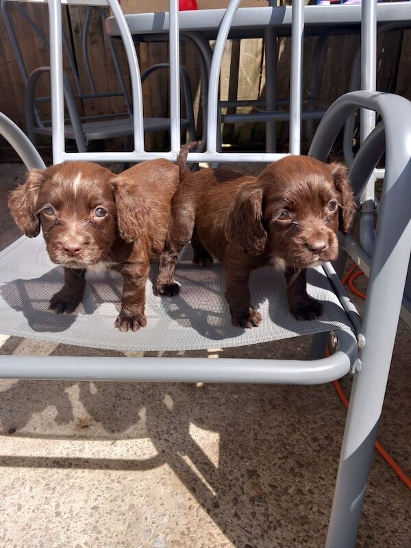 Cocker Spaniel puppies for sale in Pontypool / Pont-y-pŵl, Gwent – 8 weeks old