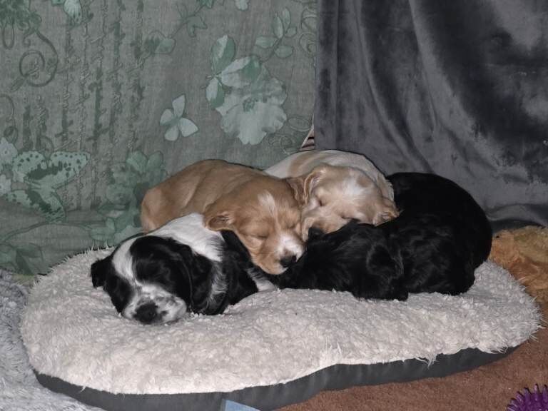 Cocker Spaniel puppies for sale in Tunbridge Wells, Kent – 6 weeks old