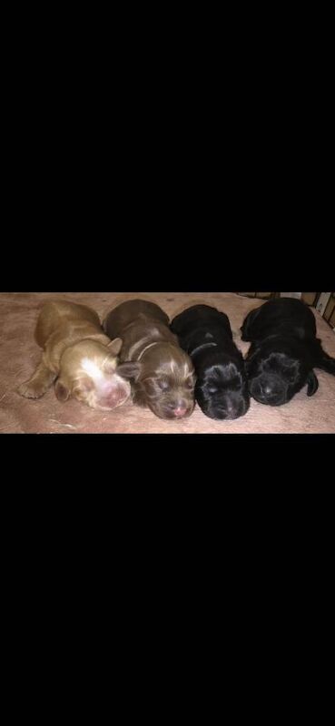 Cocker Spaniel puppies for sale in Barnsley, South Yorkshire – 5 days old