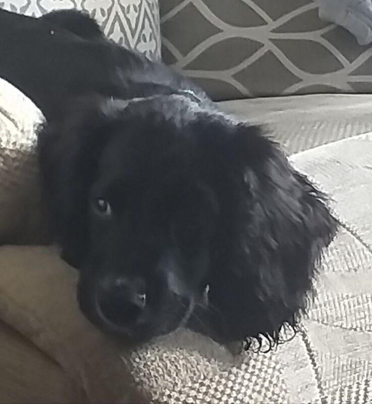 Cocker Spaniel puppies for sale in Queensbury, West Yorkshire – 6 months old - Image 2 of 4