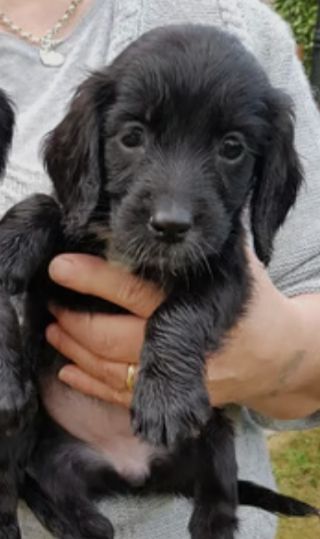 Cocker Spaniel puppies for sale in Queensbury, West Yorkshire – 6 months old - Image 3 of 4