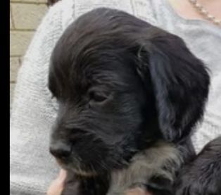 Cocker Spaniel puppies for sale in Queensbury, West Yorkshire – 6 months old - Image 4 of 4
