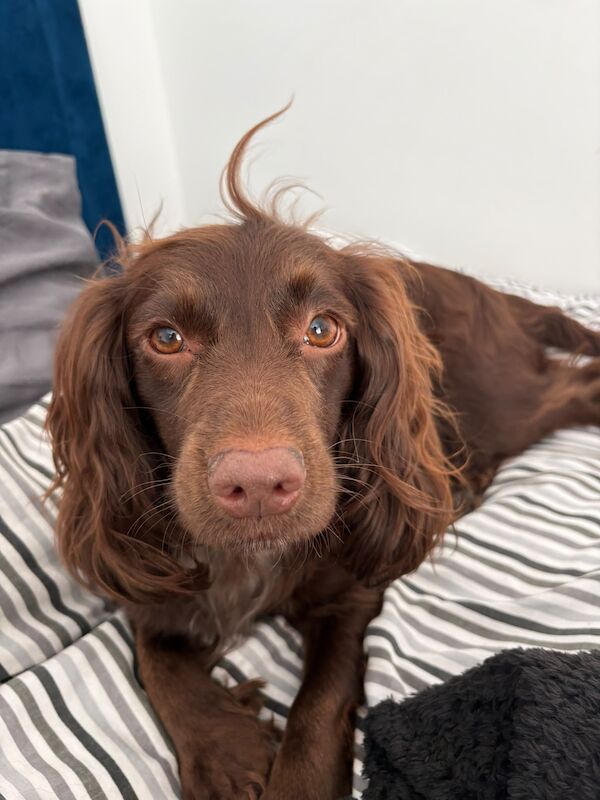 Cocker Spaniel Puppies For Sale