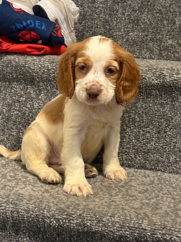Cocker spaniel