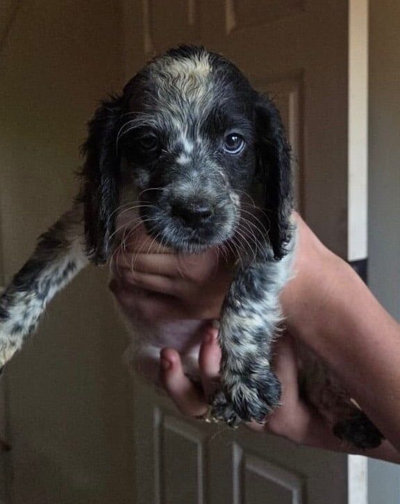 Cocker Spaniel puppies for sale in Liss, Hampshire – 3 months old