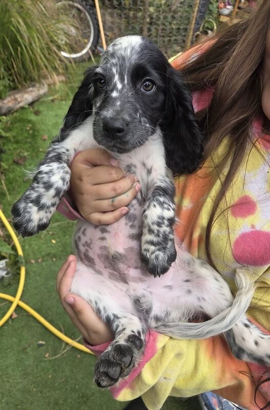 Cocker Spaniel puppies for sale in Liss, Hampshire – 3 months old - Image 2 of 3