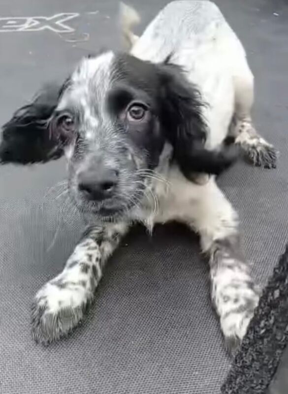 Cocker Spaniel puppies for sale in Liss, Hampshire – 3 months old - Image 3 of 3