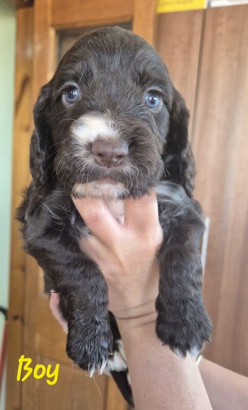 Cocker Spaniel, 2 boys left for sale in Ashton-in-Makerfield, Greater Manchester | Image 3