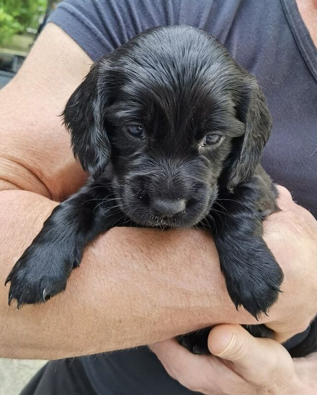 Cocker spaniel 2 girls, 2 boys for sale in Caerphilly / Caerffili, Gwent - Image 2