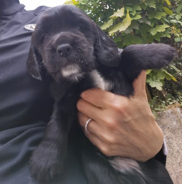 Cocker spaniel 2 girls, 2 boys for sale in Caerphilly / Caerffili, Gwent - Image 3