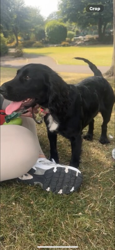 Cocker Spaniel puppies for sale in Strathpeffer, Ross and Cromarty – 1 year old