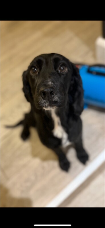 Cocker Spaniel puppies for sale in Strathpeffer, Ross and Cromarty – 1 year old - Image 2 of 2