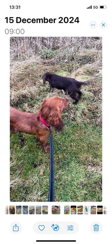 Cocker Spaniel puppies for sale in Prestwick, South Ayrshire – 1 year old - Image 1 of 2