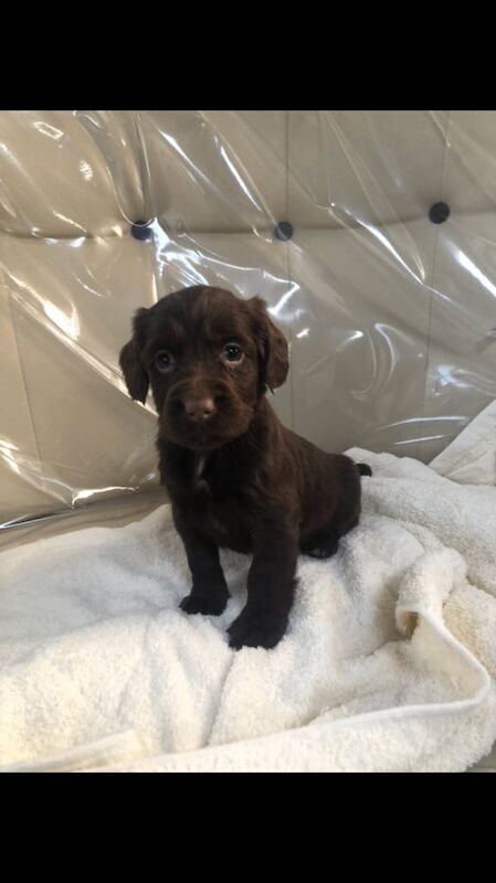 Cocker Spaniel puppies for sale in Blackpool, Lancashire – 8 months old - Image 1 of 3