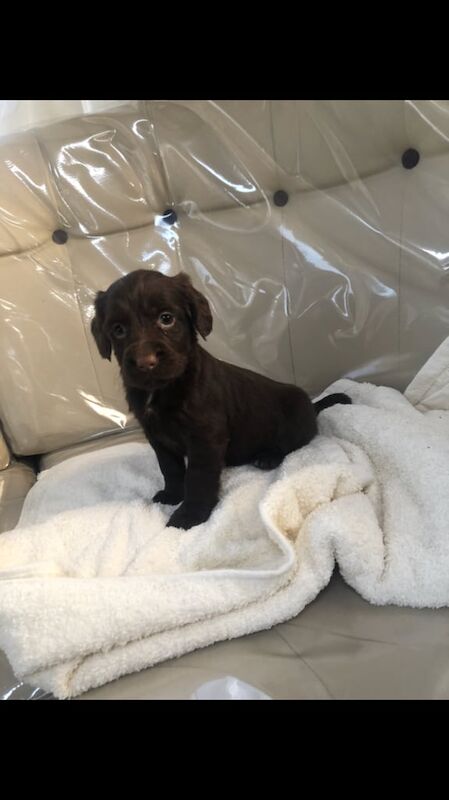Cocker Spaniel puppies for sale in Blackpool, Lancashire – 8 months old - Image 3 of 3