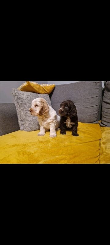Cocker Spaniel puppies for sale in Goole, East Riding of Yorkshire – KC registered, 6 months old - Image 1 of 3