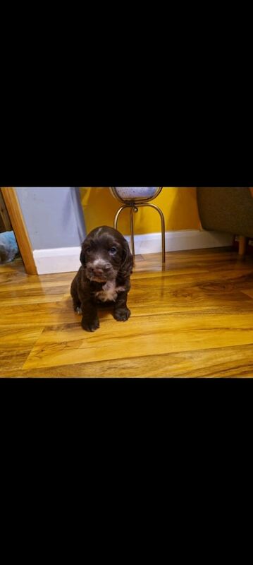 Cocker Spaniel puppies for sale in Goole, East Riding of Yorkshire – KC registered, 6 months old - Image 2 of 3