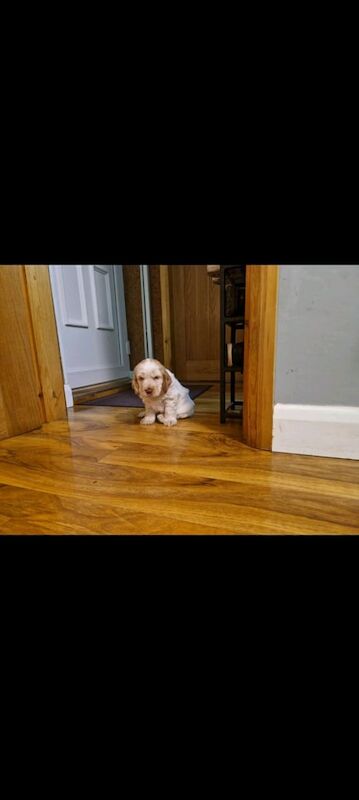 Cocker Spaniel puppies for sale in Goole, East Riding of Yorkshire – KC registered, 6 months old - Image 3 of 3