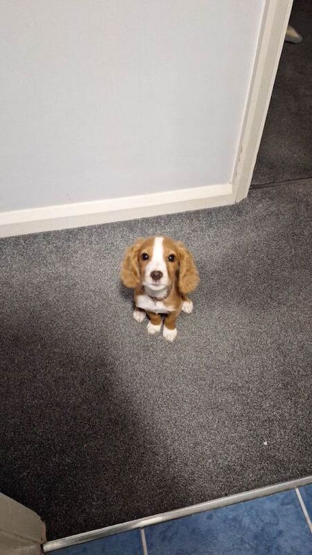 Cocker Spaniel puppies for sale in Lancing, West Sussex – 4 months old