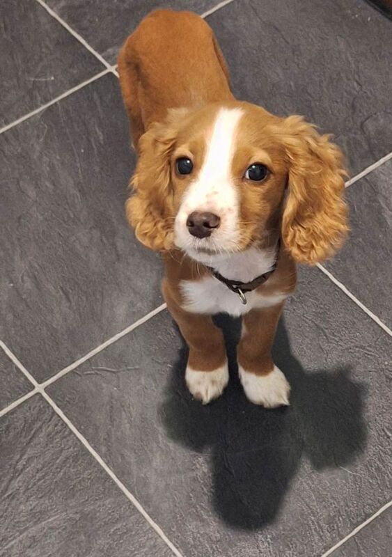Cocker Spaniel puppies for sale in Lancing, West Sussex – 4 months old - Image 2 of 5