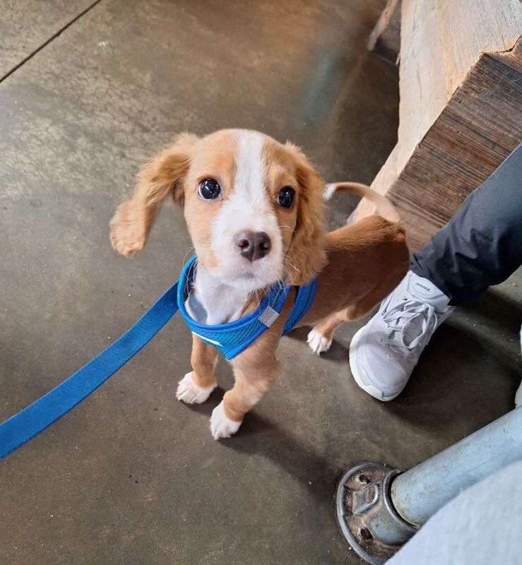 Cocker Spaniel puppies for sale in Lancing, West Sussex – 4 months old - Image 3 of 5
